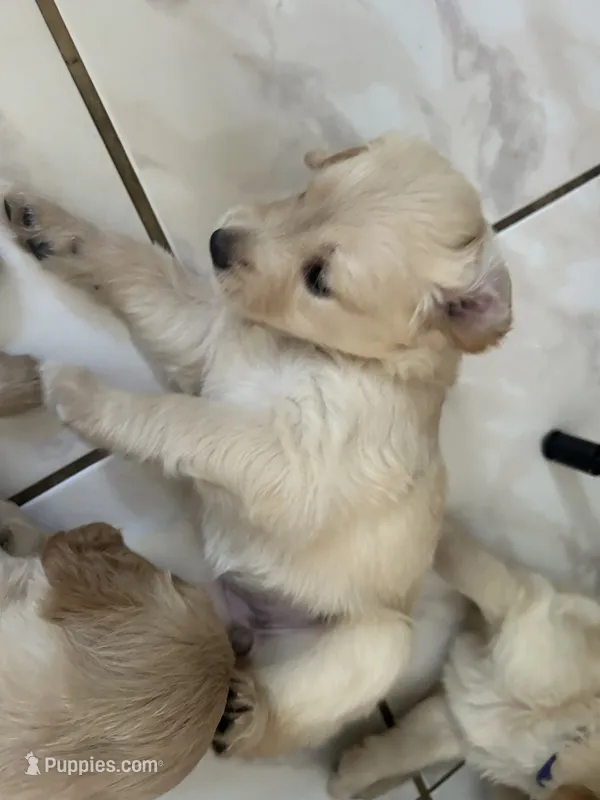 Brown – Golden Retriever puppy on hold in Pompano Beach, FL