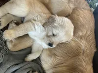 Orange, a male Golden Retriever for sale in Pompano Beach, FL – 1 of 8