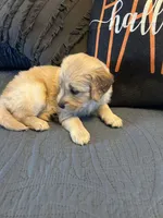 Grey, a female Golden Retriever for sale in Pompano Beach, FL – 3 of 8