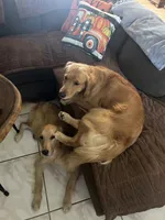 Grey, a female Golden Retriever for sale in Pompano Beach, FL – 6 of 8