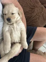 Purple, a male Golden Retriever for sale in Pompano Beach, FL – 1 of 10