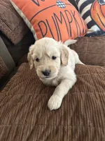 Blue, a male Golden Retriever for sale in Pompano Beach, FL – 5 of 10