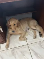 Red, a female Golden Retriever for sale in Pompano Beach, FL – 9 of 10