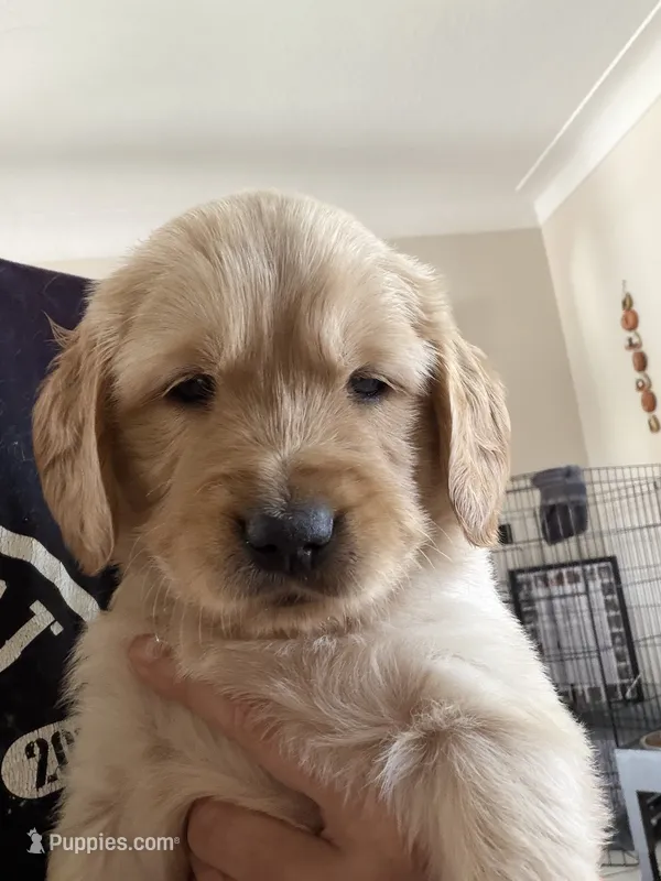 Lime Green – Golden Retriever puppy for sale in Pompano Beach, FL