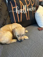 Grey, a female Golden Retriever for sale in Pompano Beach, FL – 4 of 8