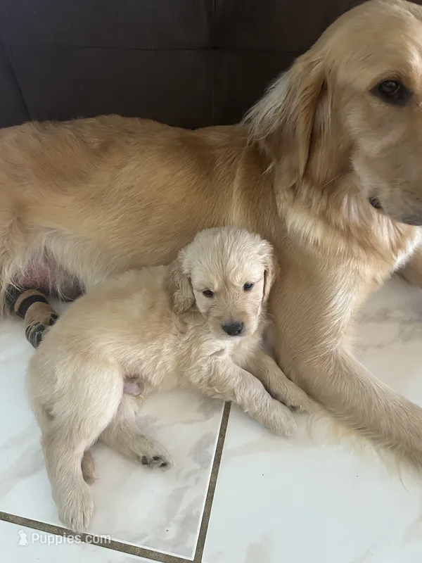 Black – Golden Retriever puppy for sale in Pompano Beach, FL