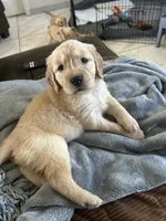 Red, a female Golden Retriever for sale in Pompano Beach, FL – 3 of 10