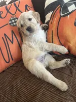 Red, a female Golden Retriever for sale in Pompano Beach, FL – 4 of 10