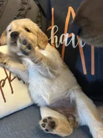 Grey, a female Golden Retriever for sale in Pompano Beach, FL – 2 of 8