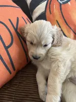 Light Green, a male Golden Retriever for sale in Pompano Beach, FL – 5 of 10