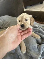 Red, a female Golden Retriever for sale in Pompano Beach, FL – 2 of 10