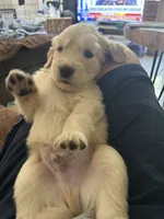 Blue, a male Golden Retriever for sale in Pompano Beach, FL – 1 of 10
