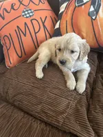 Red, a female Golden Retriever for sale in Pompano Beach, FL – 6 of 10