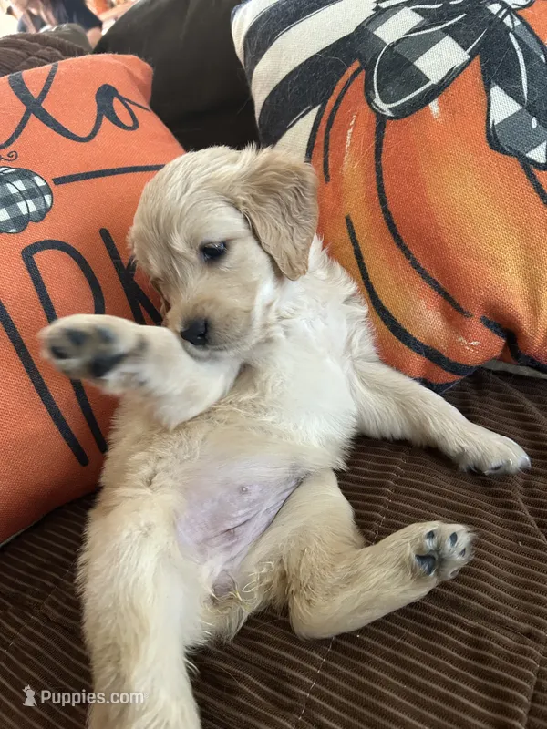 Light Green – Golden Retriever puppy on hold in Pompano Beach, FL