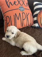 Blue, a male Golden Retriever for sale in Pompano Beach, FL – 3 of 10