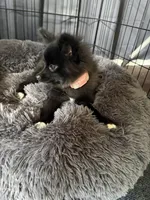 Cleo, a female Pomsky for sale in Franklin, IN – 3 of 9
