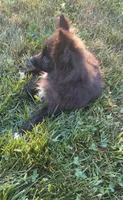 Cleo, a female Pomsky for sale in Franklin, IN – 2 of 9