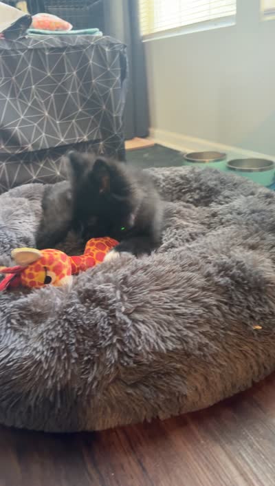 Cleo, a female Pomsky for sale in Franklin, IN – 9 of 9