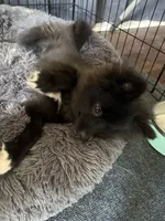 Cleo, a female Pomsky for sale in Franklin, IN – 7 of 9