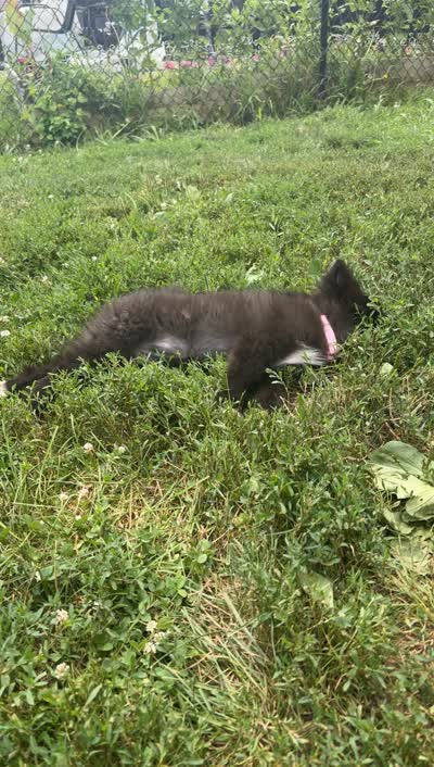 Cleo, a female Pomsky for sale in Franklin, IN – 8 of 9