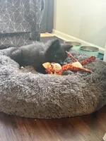 Cleo, a female Pomsky for sale in Franklin, IN – 5 of 9