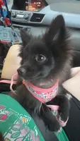Cleo, a female Pomsky for sale in Franklin, IN – 1 of 9