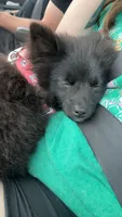 Cleo, a female Pomsky for sale in Franklin, IN – 6 of 9