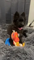 Cleo, a female Pomsky for sale in Franklin, IN – 4 of 9