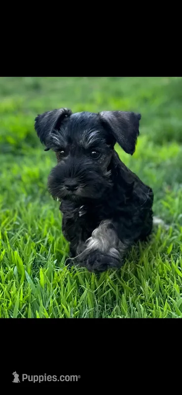 Lance – Miniature Schnauzer puppy for sale in Temecula, CA