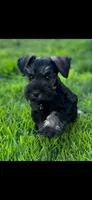 Lance, a male Miniature Schnauzer for sale in Temecula, CA – 1 of 1
