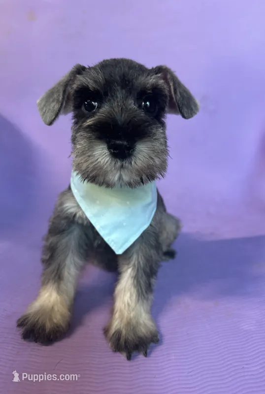 Shay  – Miniature Schnauzer puppy for sale in Temecula, CA