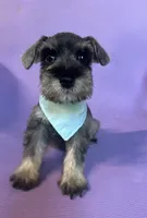 Shay , a female Miniature Schnauzer for sale in Temecula, CA – 1 of 2