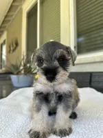 Mack, a male Miniature Schnauzer for sale in Temecula, CA – 1 of 3