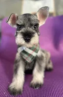 Tom , a male Miniature Schnauzer for sale in Temecula, CA – 2 of 2