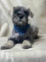 Leo, a male Miniature Schnauzer for sale in Temecula, CA – Photo 1 of 2