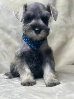 Leo, a male Miniature Schnauzer for sale in Temecula, CA – Photo 2 of 2