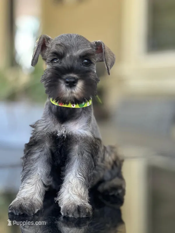Mimi – Miniature Schnauzer puppy for sale in Temecula, CA