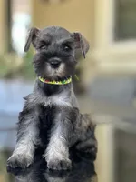 Mimi, a female Miniature Schnauzer for sale in Temecula, CA – 1 of 3