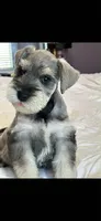 kyle, a male Miniature Schnauzer for sale in Temecula, CA – 2 of 3