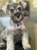Lila, a female Miniature Schnauzer for sale in Temecula, CA – 2 of 4