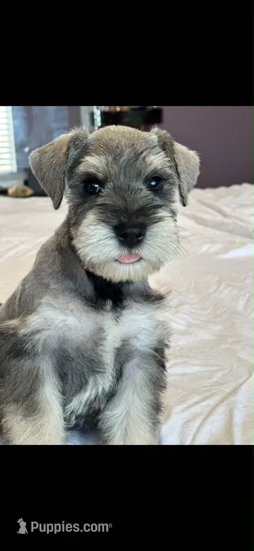 kyle – Miniature Schnauzer puppy for sale in Temecula, CA