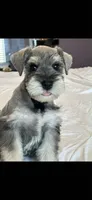 kyle, a male Miniature Schnauzer for sale in Temecula, CA – 1 of 3