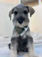 Favio, a male Miniature Schnauzer for sale in Temecula, CA – Photo 3 of 4