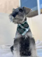 Favio, a male Miniature Schnauzer for sale in Temecula, CA – Photo 2 of 4