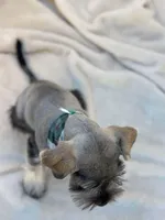 Favio, a male Miniature Schnauzer for sale in Temecula, CA – Photo 4 of 4