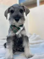 Favio, a male Miniature Schnauzer for sale in Temecula, CA – Photo 1 of 4