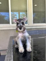 Mimi, a female Miniature Schnauzer for sale in Temecula, CA – 2 of 2