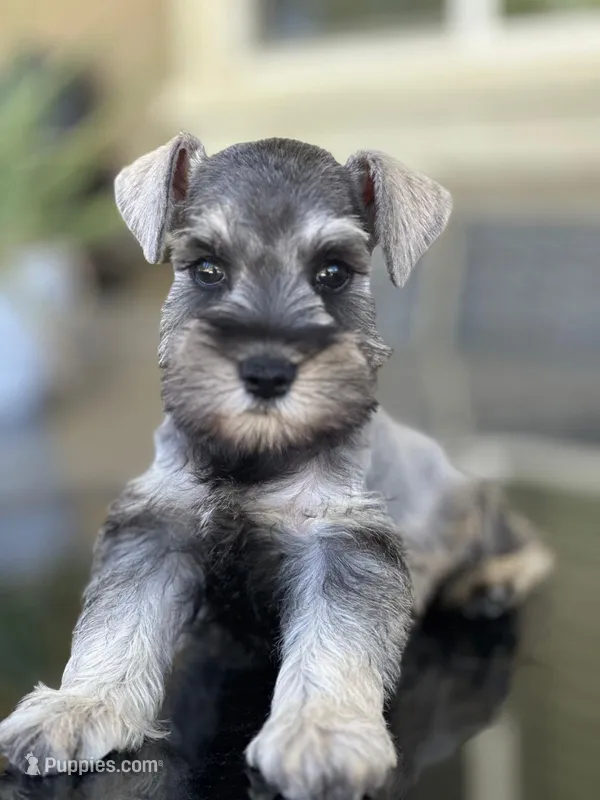 Tommy – Miniature Schnauzer puppy for sale in Temecula, CA