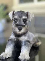 Tommy, a male Miniature Schnauzer for sale in Temecula, CA – 1 of 3