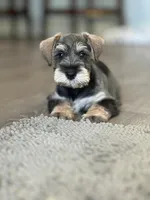 Paco , a male Miniature Schnauzer for sale in Temecula, CA – 1 of 3